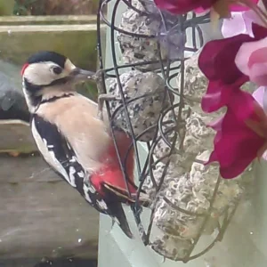 Woodpecker