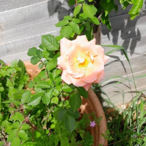 Garden Rose