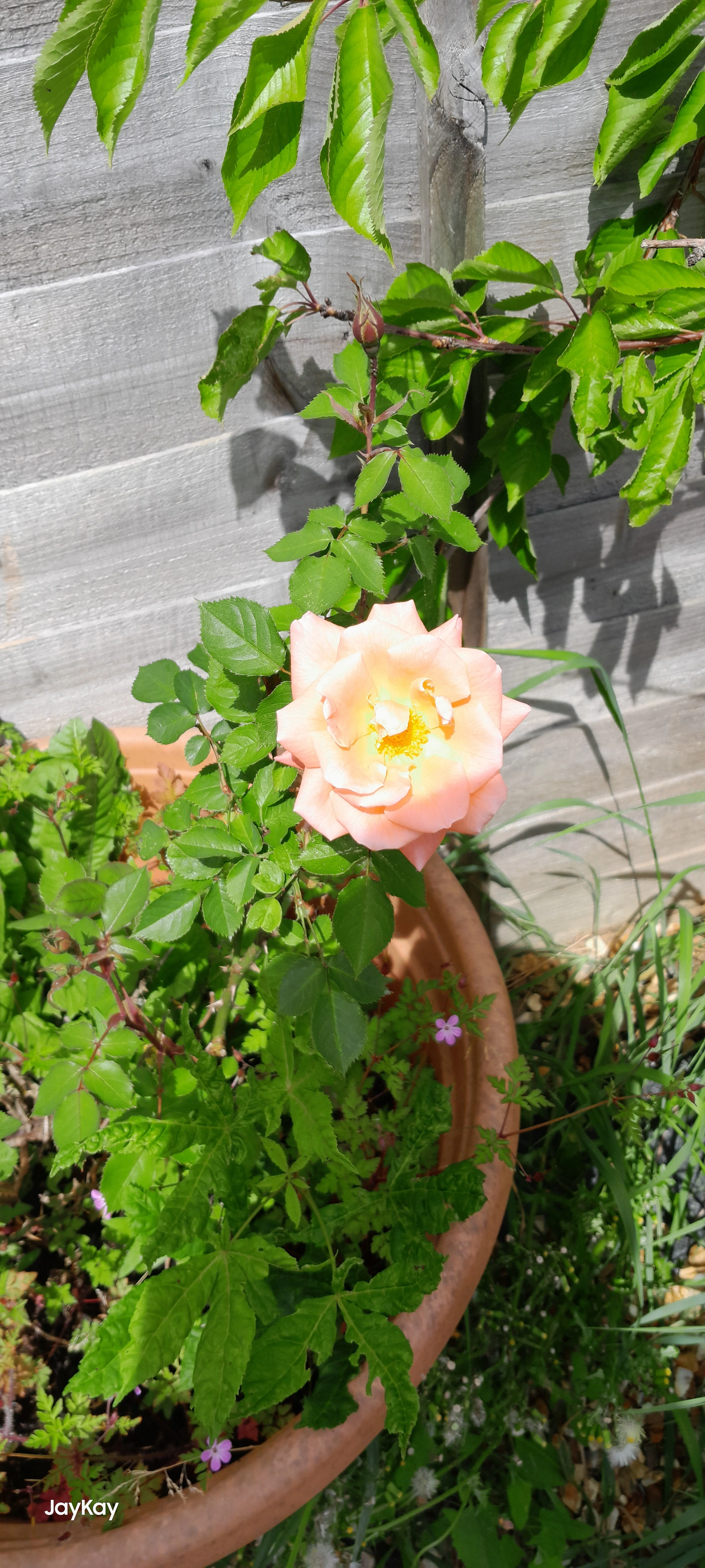 Media 'Garden Rose' in category 'Daily Chat'